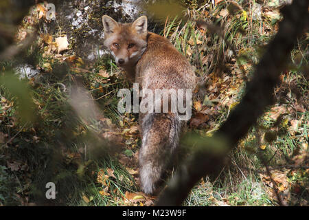 Ein Fuchs in den Abruzzen Nationalpark in der Nähe von Civitella Canzano Stockfoto