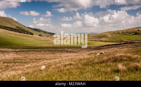 Schafe grasen auf der Weide in einem Tal am Kopf der Wensleydale und Garsdale in England Yorkshire Dales National Park. Stockfoto