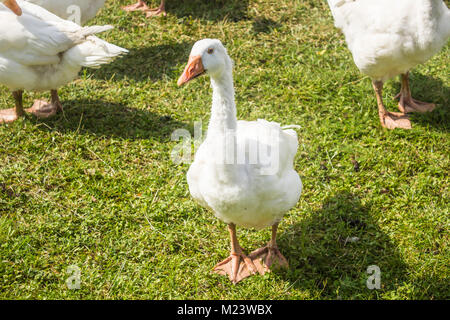 Weiße Gänse Weiden im Garten. Gans, die Herde zu schützen. Stockfoto