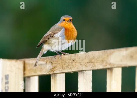 Northampton, Großbritannien 4. Februar 2018. Wetter. Ein sehr kalter Morgen mit einigen Schneeregen, Robin. Erithacus rubecula (Turdidae) wartet auf dem Gitterwerk der Arbeit in den Garten für einen Snack auf der fatball Zuführung zu kommen. Credit: Keith J Smith./Alamy leben Nachrichten Stockfoto