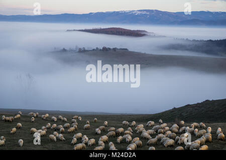Eine große Herde Schafe auf einem Hügel in der rumänischen Landschaft Stockfoto