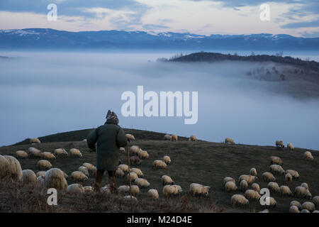 Shepherd suchen über seine Herde von Schafen in ländlichen rumänischen Landschaft Stockfoto