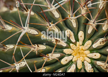 Golden Barrel Kaktus, close-up Stockfoto