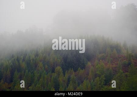 Wolke gehüllt, Pinien bewaldeten Hügel von Eilean Donan Castle, Western Highlands, Schottland, Großbritannien. Herbst 2017. Stockfoto