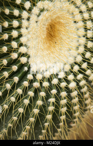 Golden Barrel Kaktus, close-up Stockfoto