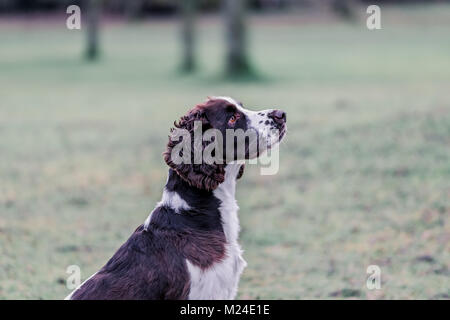 Leber und der weiße Springer Spaniel auf einem Spaziergang ausserhalb, Oxfordshire, UK. Stockfoto