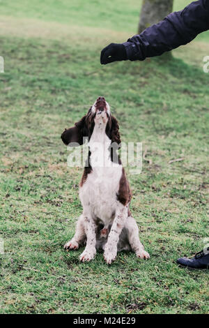 Leber und der weiße Springer Spaniel auf einem Spaziergang ausserhalb, Oxfordshire, UK. Stockfoto