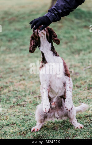 Leber und der weiße Springer Spaniel auf einem Spaziergang ausserhalb, Oxfordshire, UK. Stockfoto