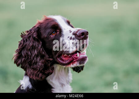 Leber und der weiße Springer Spaniel auf einem Spaziergang ausserhalb, Oxfordshire, UK. Stockfoto