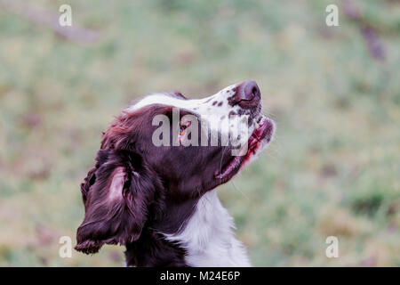 Leber und der weiße Springer Spaniel auf einem Spaziergang ausserhalb, Oxfordshire, UK. Stockfoto