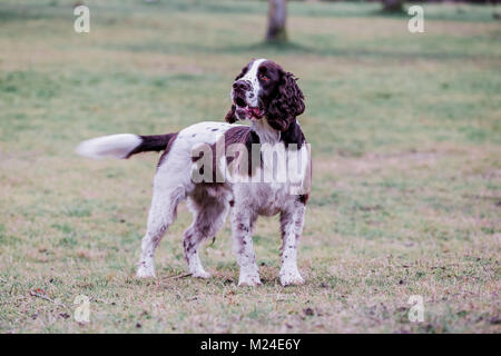 Leber und der weiße Springer Spaniel auf einem Spaziergang ausserhalb, Oxfordshire, UK. Stockfoto