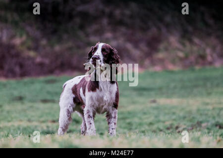 Leber und der weiße Springer Spaniel auf einem Spaziergang ausserhalb, Oxfordshire, UK. Stockfoto