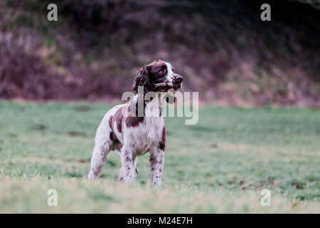 Leber und der weiße Springer Spaniel auf einem Spaziergang ausserhalb, Oxfordshire, UK. Stockfoto