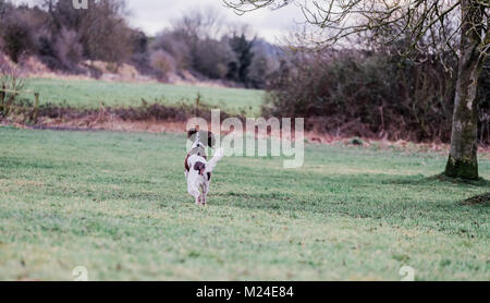 Leber und der weiße Springer Spaniel auf einem Spaziergang ausserhalb, Oxfordshire, UK. Stockfoto