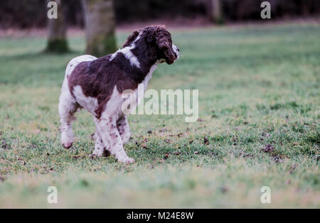 Leber und der weiße Springer Spaniel auf einem Spaziergang ausserhalb, Oxfordshire, UK. Stockfoto