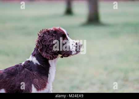 Leber und der weiße Springer Spaniel auf einem Spaziergang ausserhalb, Oxfordshire, UK. Stockfoto