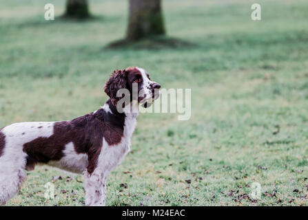 Leber und der weiße Springer Spaniel auf einem Spaziergang ausserhalb, Oxfordshire, UK. Stockfoto