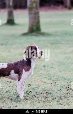 Leber und der weiße Springer Spaniel auf einem Spaziergang ausserhalb, Oxfordshire, UK. Stockfoto