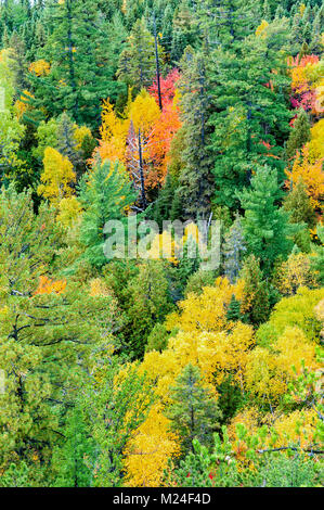 Lebendige Farben des Herbstes im nördlichen Ontario Stockfoto