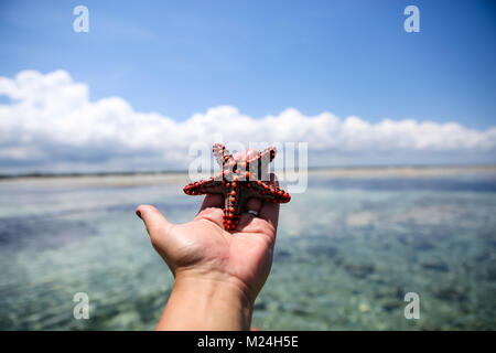 Seesterne in der Lagune am südlichen Strand am Meer. Marin Stockfoto