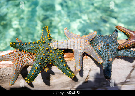 Seesterne in der Lagune am südlichen Strand am Meer. Marin Stockfoto