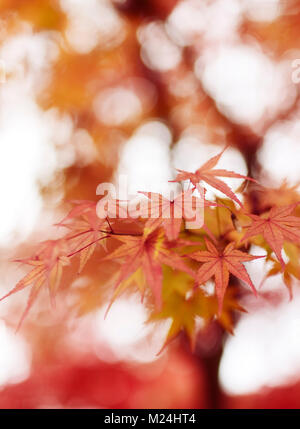 Schöne künstlerische Nahaufnahme des japanischen Ahorn, Acer palmatum, rote Blätter im Herbst misty Sonnenlicht leuchtenden, abstrakten Hintergrund, Kyoto, Japan Stockfoto