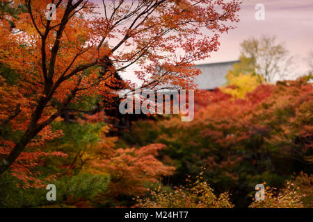 Bunte Herbstlandschaft von einen Japanischen Garten mit schönen roten Ahorn Bäume an Tofuku-ji-buddhistischen Tempel in Kyoto, Japan 2017. Stockfoto