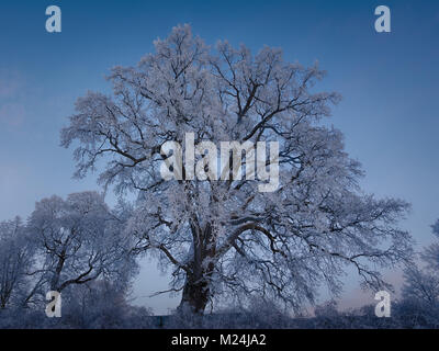 Eiche (Quercus robur) im Winter durch Frost in Turku, Finnland Stockfoto