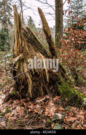 Baumstamm mitten im Wald Stockfoto