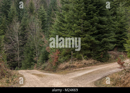 Kreuzung mitten im Wald Stockfoto