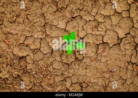 Werk in getrockneten rissig Schlamm, Wachstum Konzept. Dürre. Stockfoto