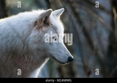 Luna, die Arctic Wolf Stockfoto