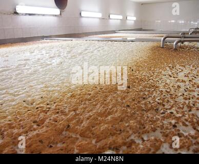 Vergärung von Bier in einem offenen Fermentern in einer Brauerei. Stockfoto