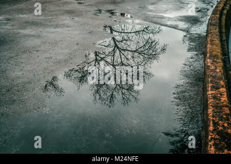 Pfütze von Wasser auf Asphalt und alte Straße reflektiert ein Laubbaum im Winter Stockfoto