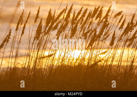 Lange Gras in den Dünen am Strand bei Sonnenuntergang oder Sunrise wächst Stockfoto