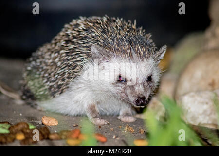 Eine afrikanische Igel genießen Sie Ihr Abendessen mit Katzen Kekse Stockfoto