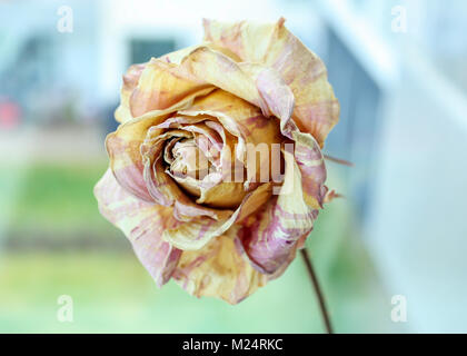 Getrocknete Rose Stockfoto