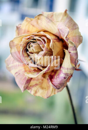Getrocknete Rose Stockfoto