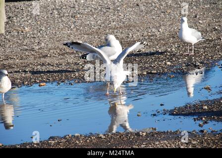 Europäische Silbermöwe (Larus argentatus) trinken aus einem Pool von Wasser auf dem Kiesstrand am Hastings in East Sussex, England. Stockfoto