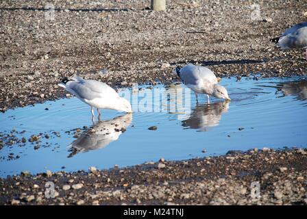 Europäische Silbermöwe (Larus argentatus) trinken aus einem Pool von Wasser auf dem Kiesstrand am Hastings in East Sussex, England. Stockfoto