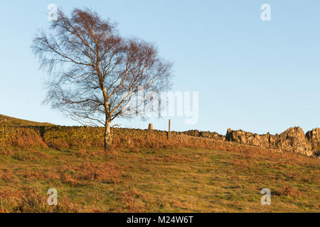 Ein Bild geschossen in der Goldenen Stunde am Beacon Hill, Leicestershire, England, Großbritannien Stockfoto