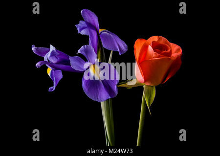 Ein Bild einer Iris und eine Rose auf schwarzem Hintergrund Stockfoto
