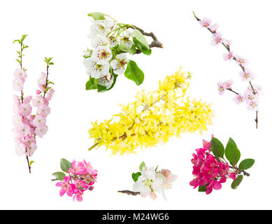 Frühling Baum Blumen und Zweige auf weißem Hintergrund Stockfoto