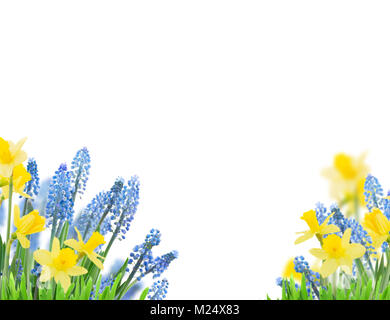 Feder bluebells und Narzissen auf weißem Hintergrund Stockfoto