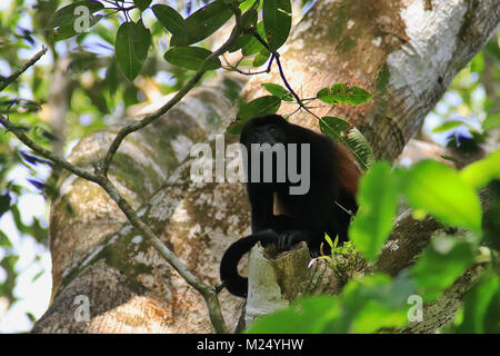 Mantled Brüllaffe (Alouatta palliata) in einem Baum im Corcovado National Park, Costa Rica Stockfoto