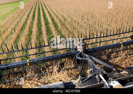 Mähdrescher ernten Soyabohnefeld, Regenerative Landwirtschaft Stockfoto