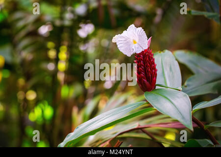 Tropische Blume in voller Blüte in Oahu, Hawaii Stockfoto