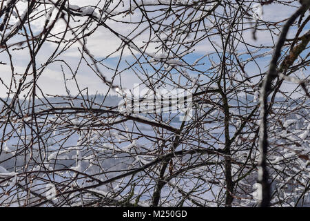 Schmelzender Schnee auf den Ästen im frühen Frühling. Geschmolzener Schnee Formatierung die Wassertropfen auf den Zweigen Stockfoto