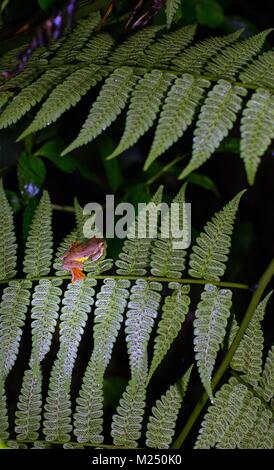 Gemeinsame Laubfrosch auf dem Blatt fern Stockfoto