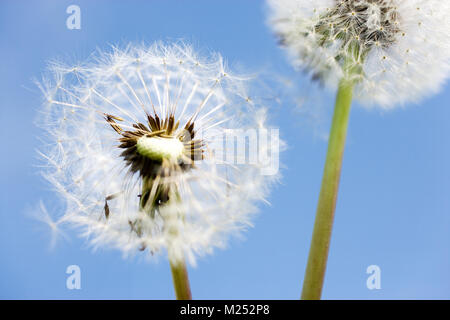 Frühling Garten und Wiese - Frühling Blumen: Löwenzahn (Taraxacum officinale) - weiße Löwenzahn Samen gegen den blauen Himmel Stockfoto